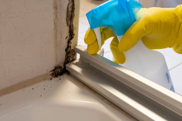 Best DIY Mold Remediation Support Services in Dixmoor, IL