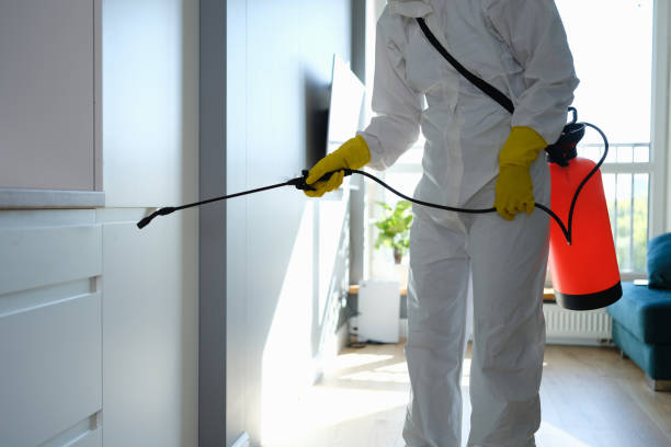 Best Post-Flood Mold Remediation in Dixmoor, IL