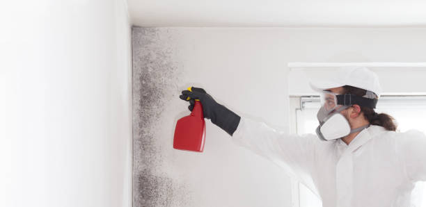 Best Health and Safety Mold Remediation in Dixmoor, IL