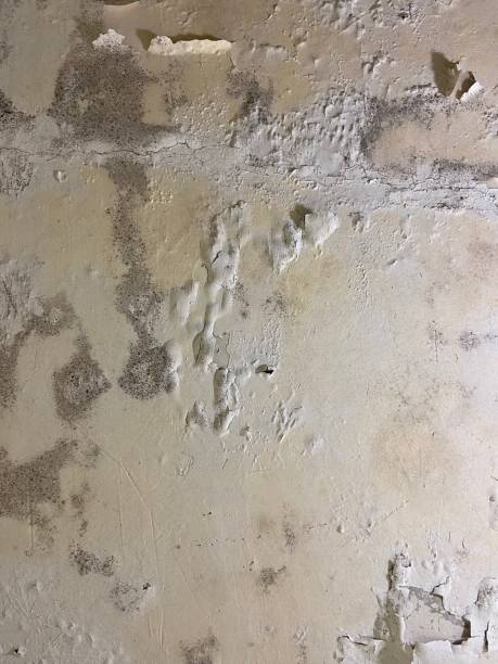 Best White Mold Remediation in Dixmoor, IL
