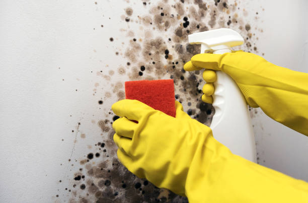 Best Attic Mold Remediation in Dixmoor, IL