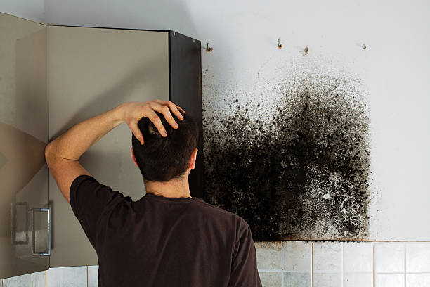 Professional Mold Remediation in Dixmoor, IL
