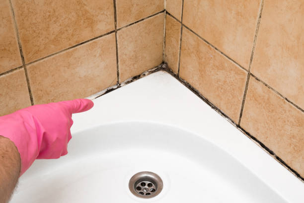 Best Basement Mold Remediation in Dixmoor, IL