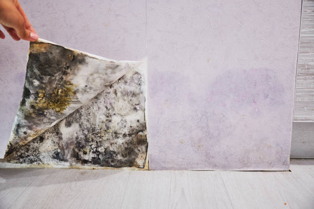 Best Insurance-Related Mold Remediation in Dixmoor, IL